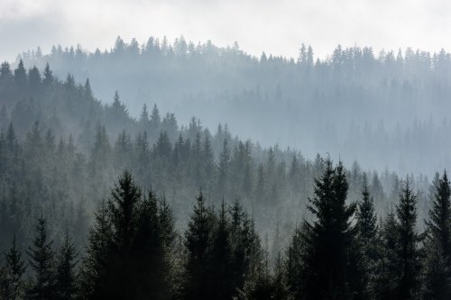 Dark Spruce Wood Silhouette Surrounded by Fog. - 901156885