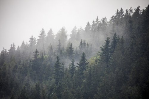 Europe, Germany, Bavaria, Berchtesgaden, Hillside Forest in Early Morning Fog - 901156886