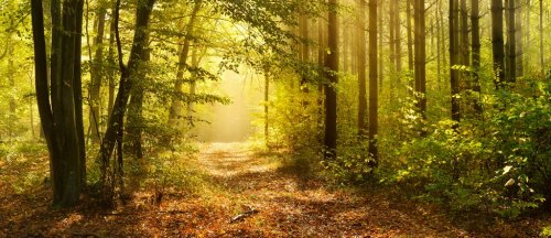 Footpath through Enchanted Forest in Autumn, Morning Fog illuminated by Sunlight - 901156918