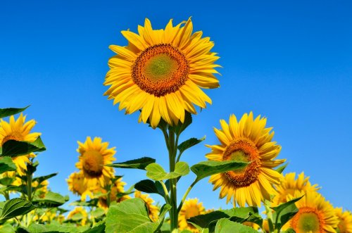 Young sunflowers bloom in field against a blue sky - 901157071