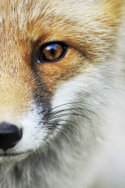 Red Fox portrait. Smart foxes in natural habitat. - 901157109