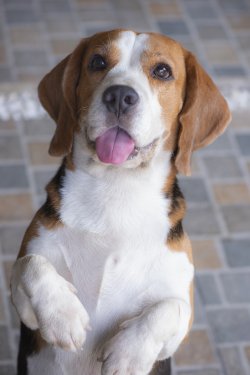Beagle dogs are looking up in a suspicious manner - 901157129