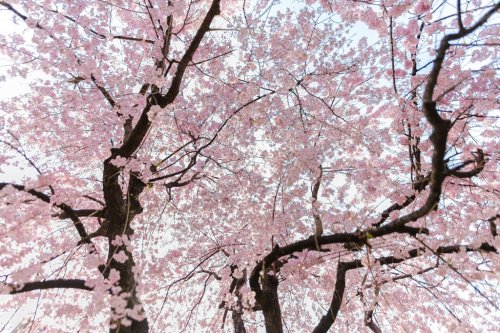 very beautiful japan sakura cherry blossom