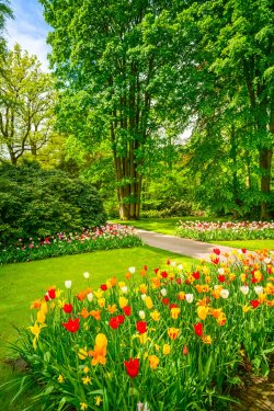 Garden in Keukenhof, tulip flowers and trees. Netherlands