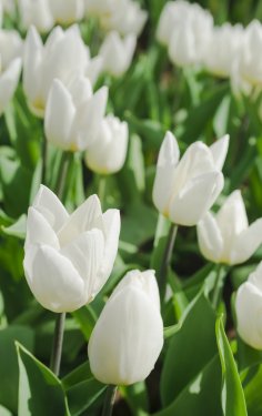 Beautiful white tulips closeup. Flower background. Summer garden landscape de... - 901157257