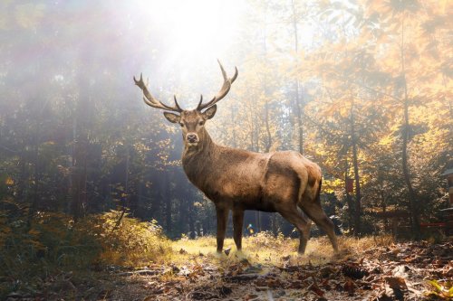 Proud deer in the autumn forest - 901157412