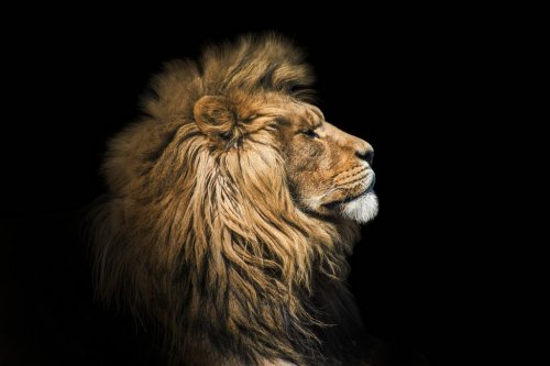 Portrait lion on the black. Detail face lion. Hight quality portrait lion. Po... - 901157413