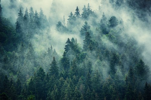Misty mountain landscape - 901157414