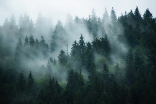 Paysage brumeux avec forêt de sapins dans un style rétro vintage hipster - 901157415
