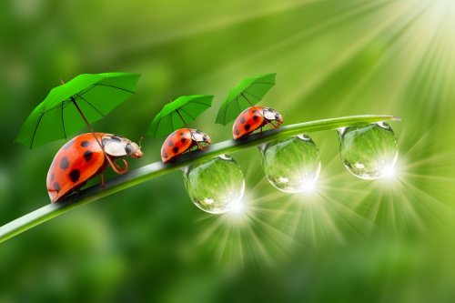 Little ladybugs with umbrella walking on the grass. - 901157448