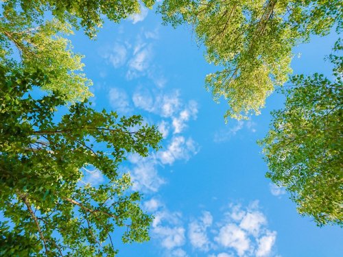 Feuillage vert d'arbres sur ciel bleu et nuages. Journée ensoleillée. - 901157467