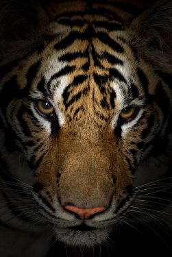 tiger face - 901157474