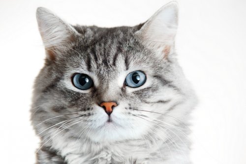 Funny large longhair gray tabby cute kitten with beautiful blue eyes.