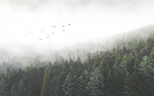 Forêt de conifères dans le brouillard - 901157576