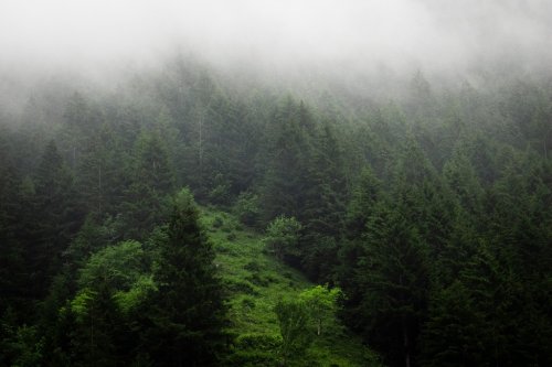 Temps brumeux effrayant et froid dans la forêt de montagne verte