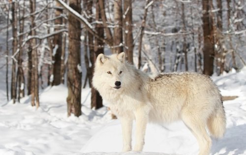 White wolf - 901157580