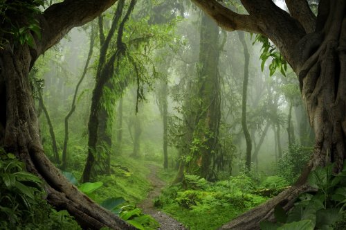 Deep tropical jungles of Nepal - 901157584
