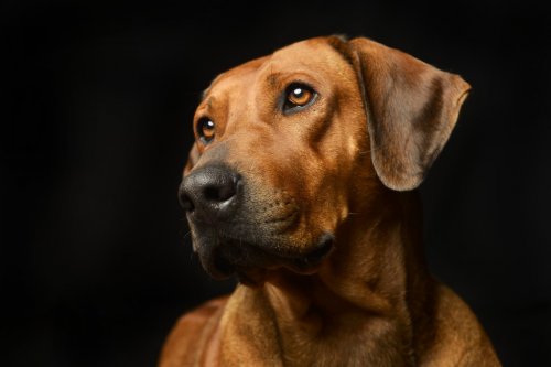Portrait d'un adorable chien ridgeback rhodésien