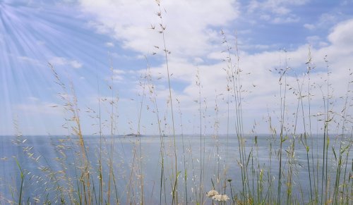 Herbes folles au bord de mer, paysage en été - 901157592