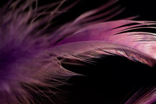 Closeup shot of a fluffy purple pink feather