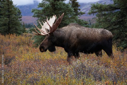 Beautiful wild moose bull in National park Denali in Alaska - 901157812