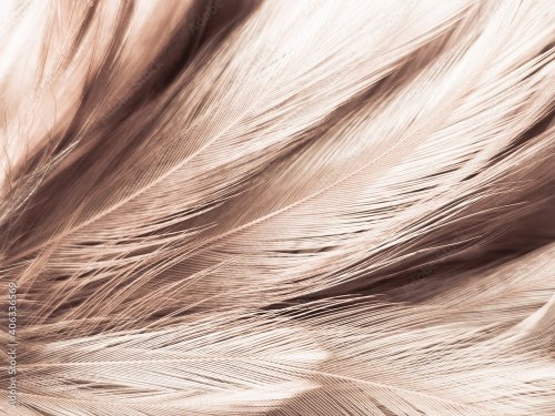 Beautiful abstract white and brown feathers on white background and soft yell... - 901157840