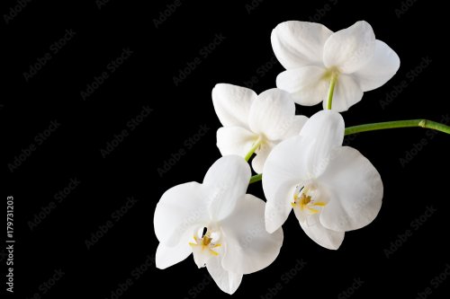 Branche d'orchidée blanche en fleurs sur fond noir isolé - 901157746