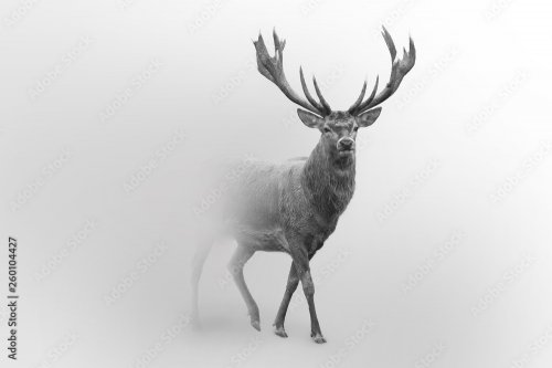 Deer nature wildlife animal walking proud out of the mist - 901157803