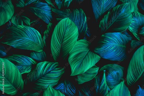 Leaves of Spathiphyllum cannifolium, abstract green texture, nature backgroun... - 901157784