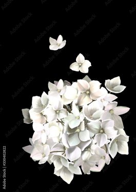 white flowers hydrangea on black background - 901157749