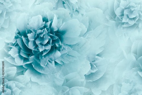 Floral white-blue background. Peonies flowers close-up on a transparent halftone light rblue background