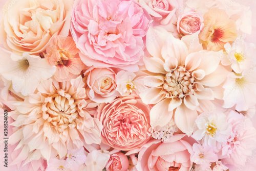 Floraison délicate d'été de roses et dahlias épanouies dans les tons de pastel - 901157873