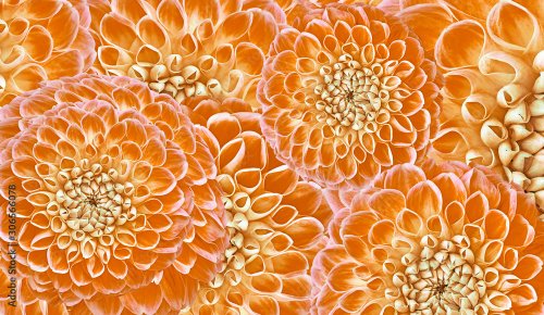 Floral orange -green background. Flowers dahlias close-up - 901157751