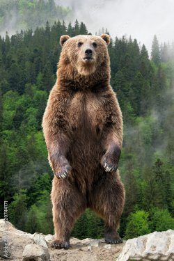 Big brown bear standing on his hind legs - 901157864