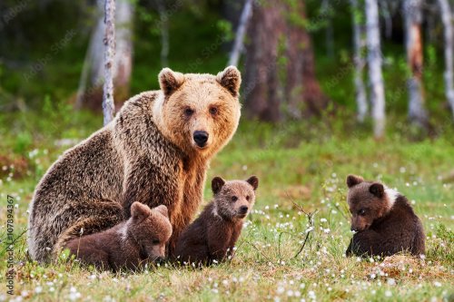 Mother brown bear and her cubs - 901157870