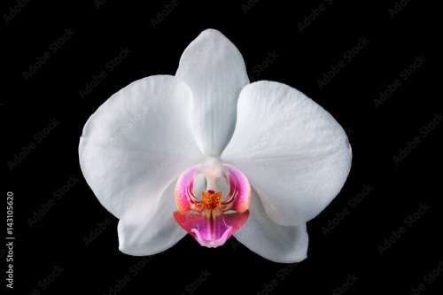 Orchidée blanche sur fond noir - 901157745