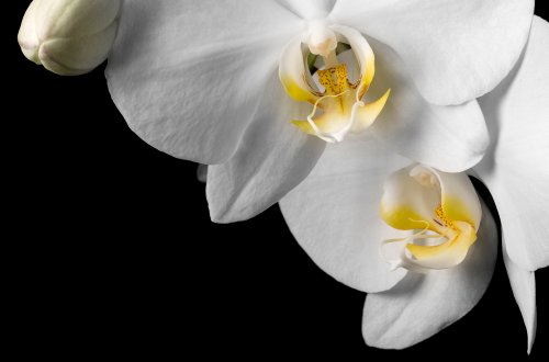 White Dendrobium Orchid on Black Background