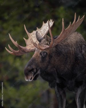 Moose in Jasper Canada - 901157808