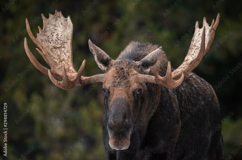 Moose in Jasper Canada - 901157807