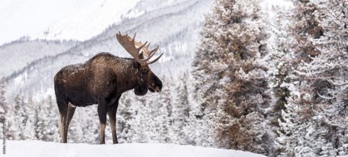 Moose in Snow in Jasper Canada - 901157810
