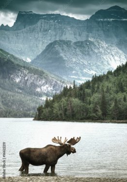 Moose in a lake in front of an impressive mountain panorama