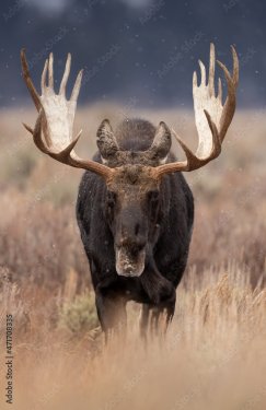Bull moose in Grand Teton National Park, Wyoming