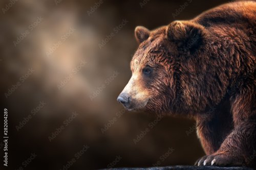 Brown bear close up portrait on dark background - 901157867