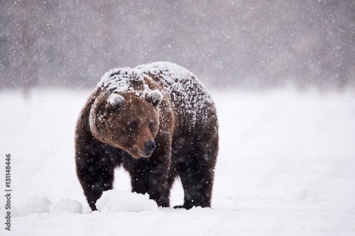 Brown bear walking in the snow - 901157869