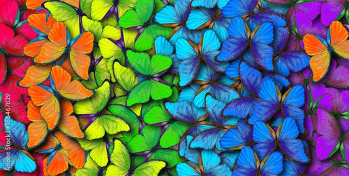 Colors of rainbow. Pattern of multicolored butterflies morpho, texture backgr... - 901157785