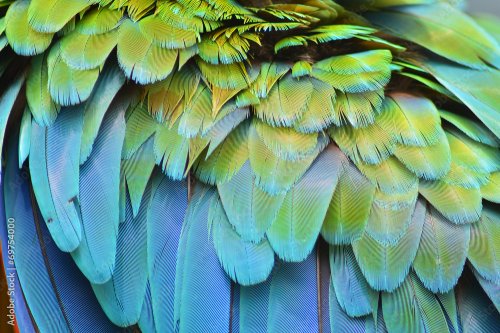 Macaw feathers - 901157843