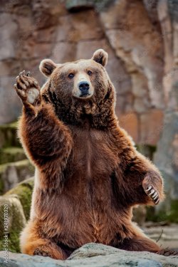 Salutation de gros ours