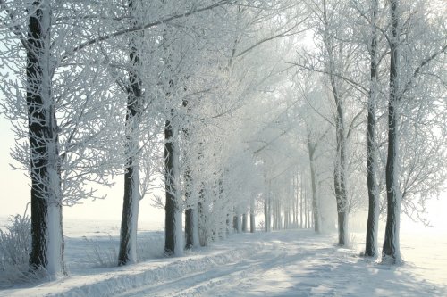 Winter rural road between the trees covered wit...