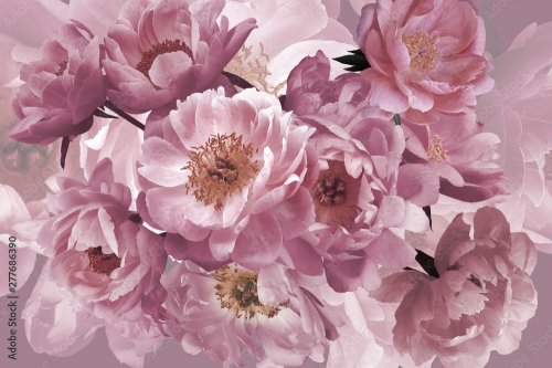 Luxury background. Bouquet of pink garden flowers peonies close-up. - 901157918