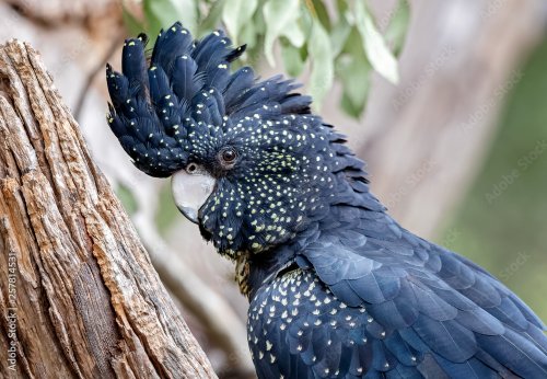 Red-tailed Black Cockatoo - 901157930